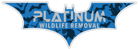 Rockford Wildlife Removal